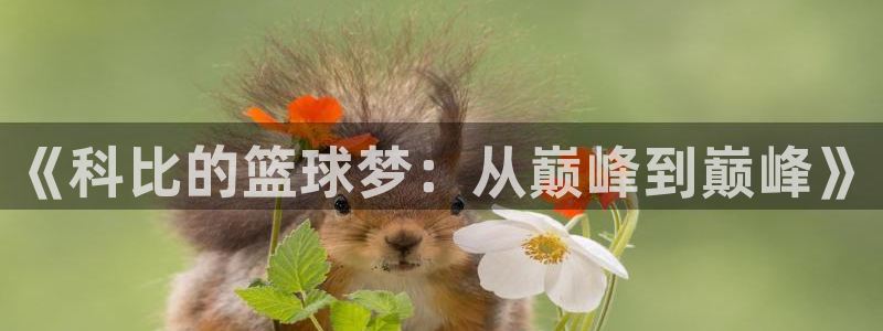 2026年世界杯对阵图：《科比的篮球梦：从巅峰到巅峰》